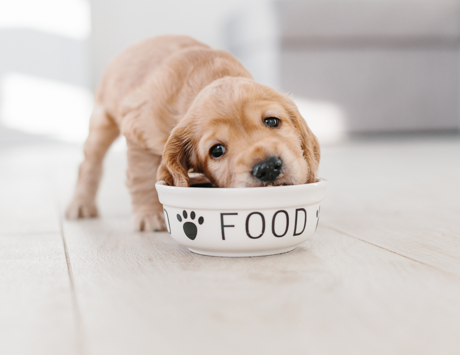 ¿Por qué es tan importante la dieta de tu cachorro?