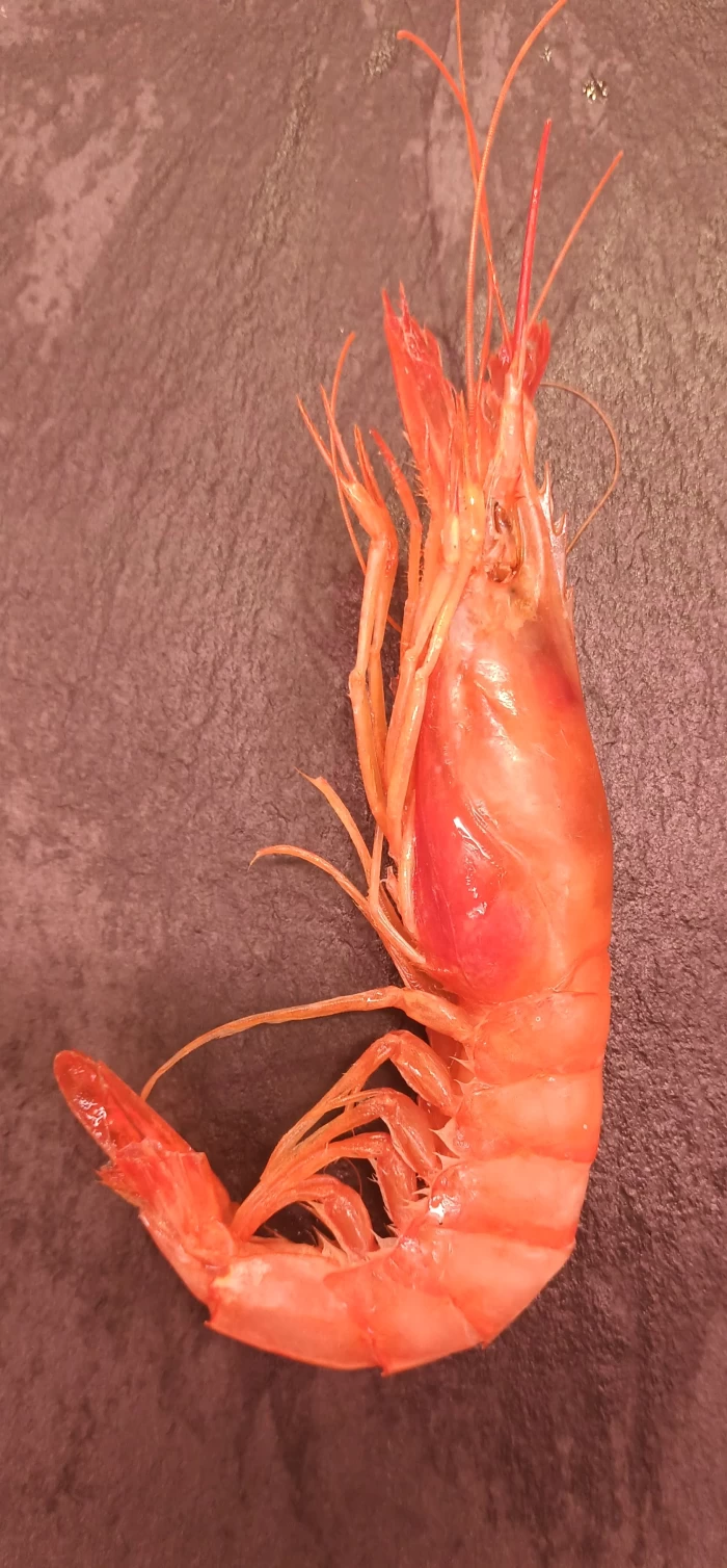 Gamba Vermella